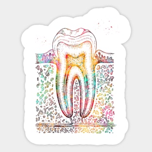 Tooth diagram Sticker